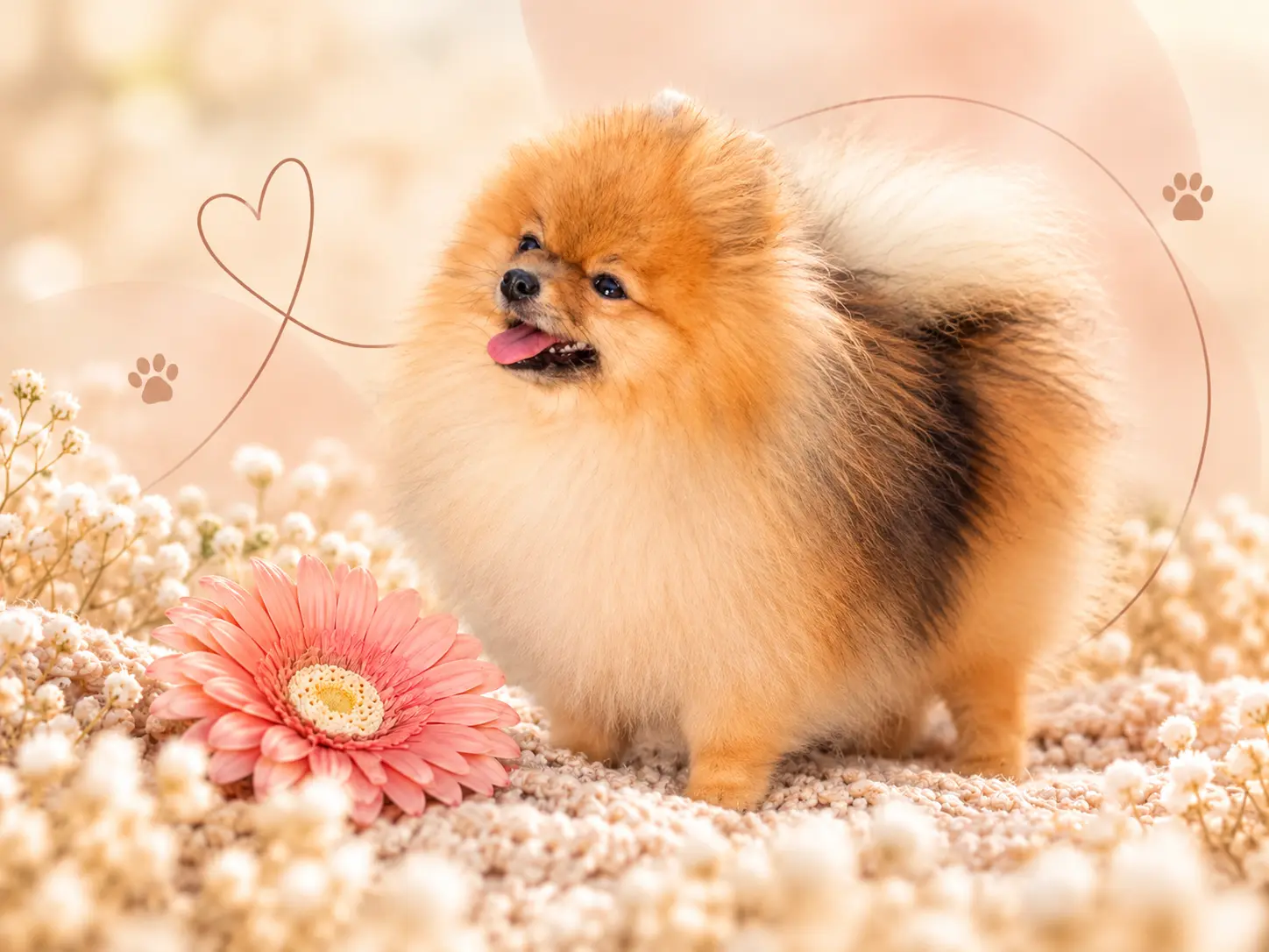Forsan breeding dog 1