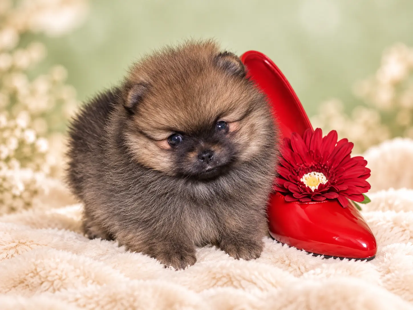 Forsan Pomeranian puppy 3