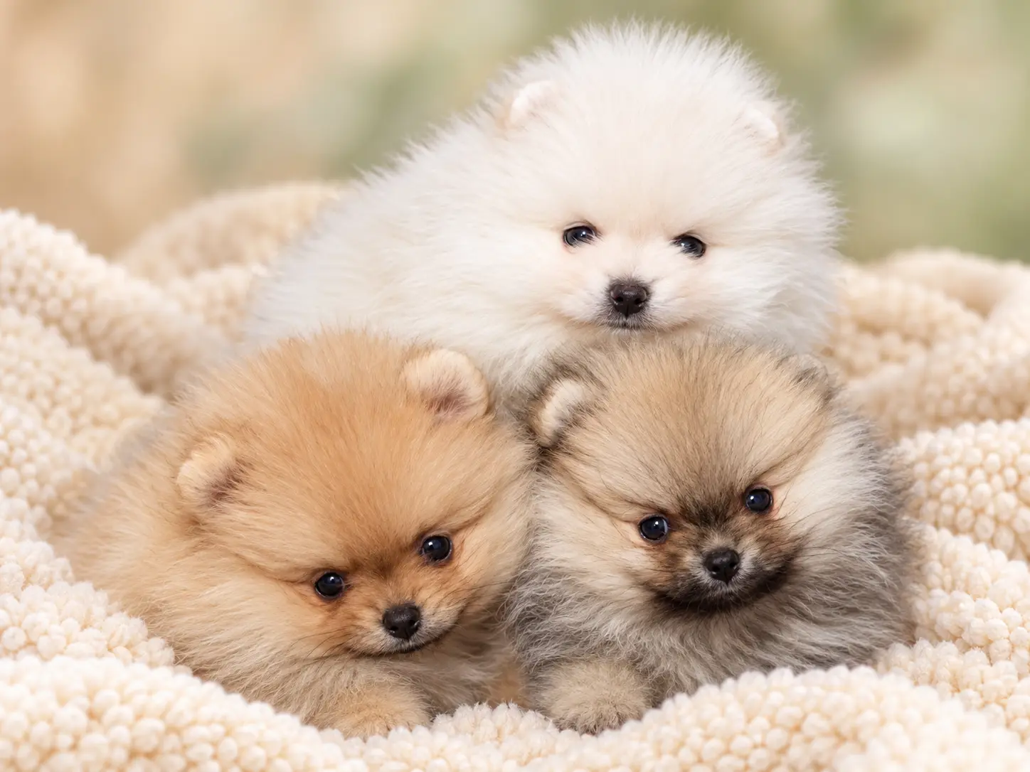 Forsan Pomeranian puppy 7